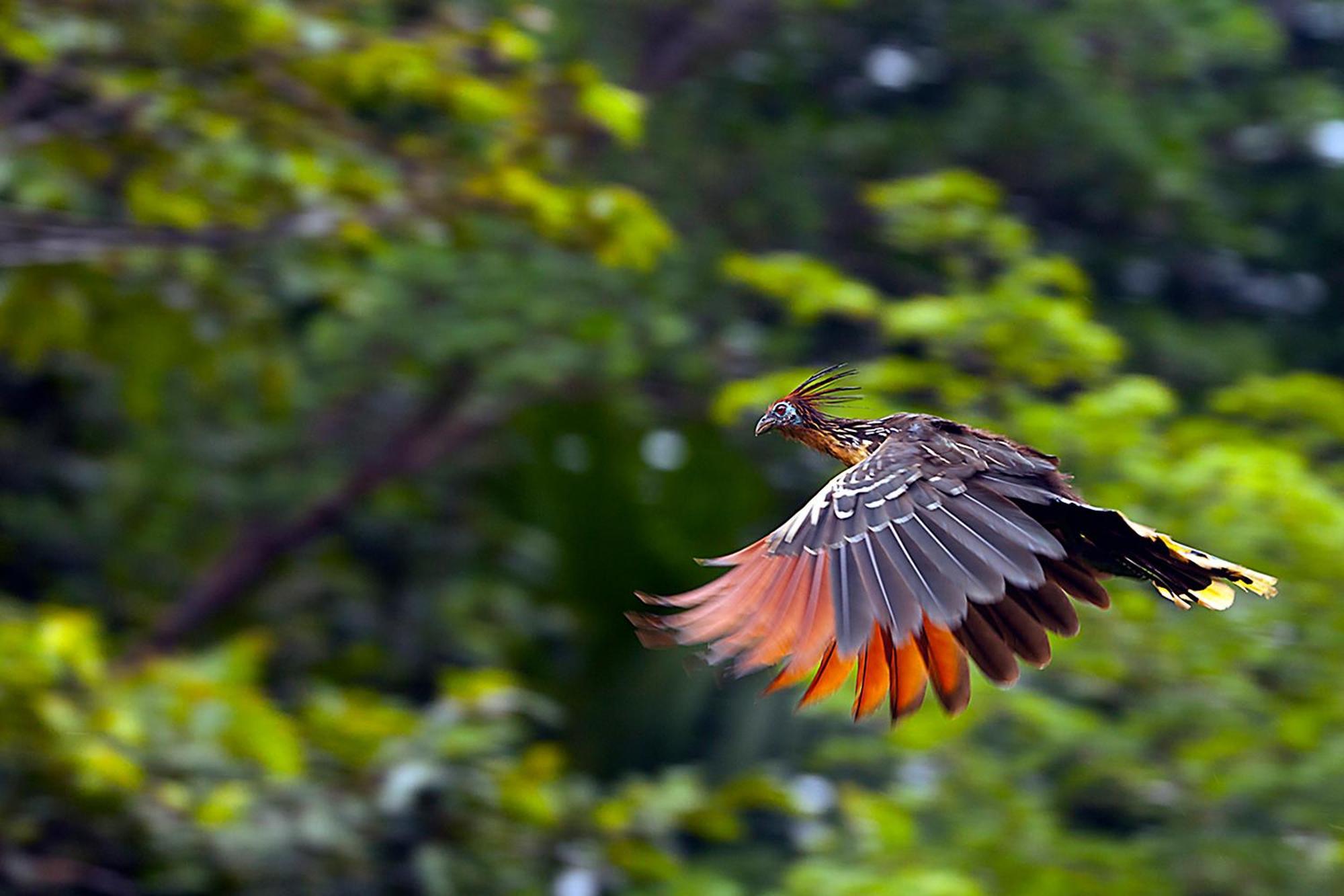 Suchipakari Amazon Eco -lodge & Jungle Lodge *